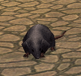黑梨鼠 怪物永久連結