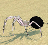黑色沙漠蜘蛛 怪物永久連結