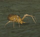 黃色螞蟻鬼魂 怪物永久連結