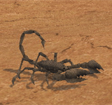 黑色沙漠蠍子 怪物永久連結