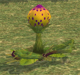 食蟲植物(紫) 怪物永久連結