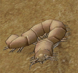 幼小沙漠千足蟲 怪物永久連結