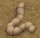 沙漠千足蟲 怪物永久連結