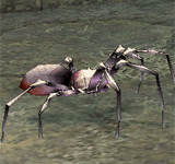 (困難)白蜘蛛 怪物永久連結