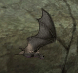 (困難)蝙蝠 怪物永久連結
