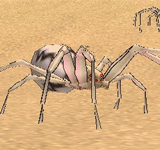 狼紋沙漠蜘蛛 怪物永久連結